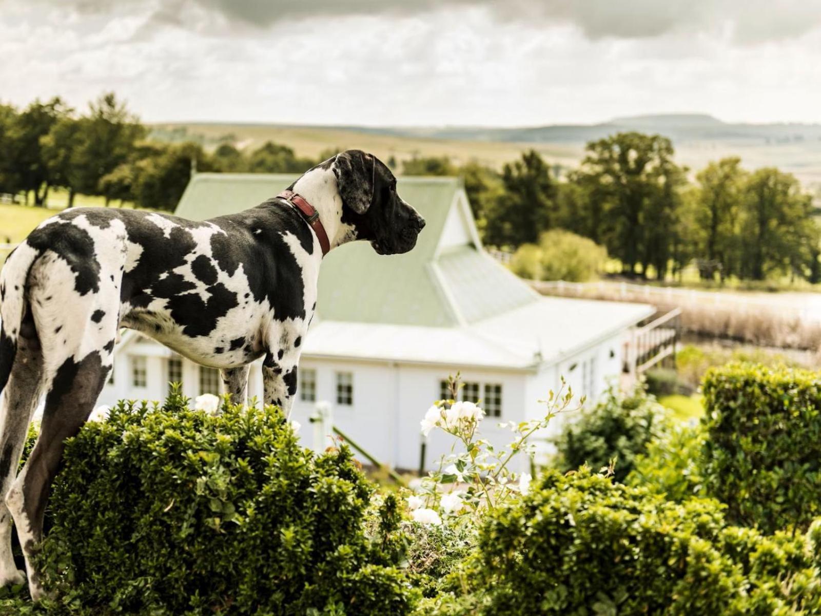 Oaklands Farm Stay Van Reenen Kültér fotó