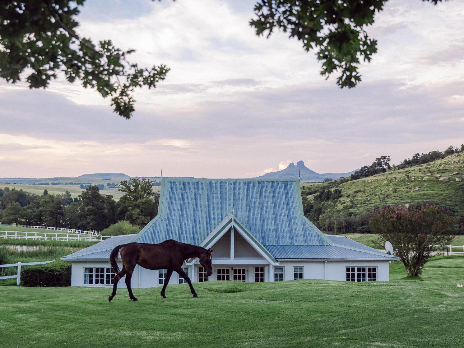 Oaklands Farm Stay Van Reenen Kültér fotó